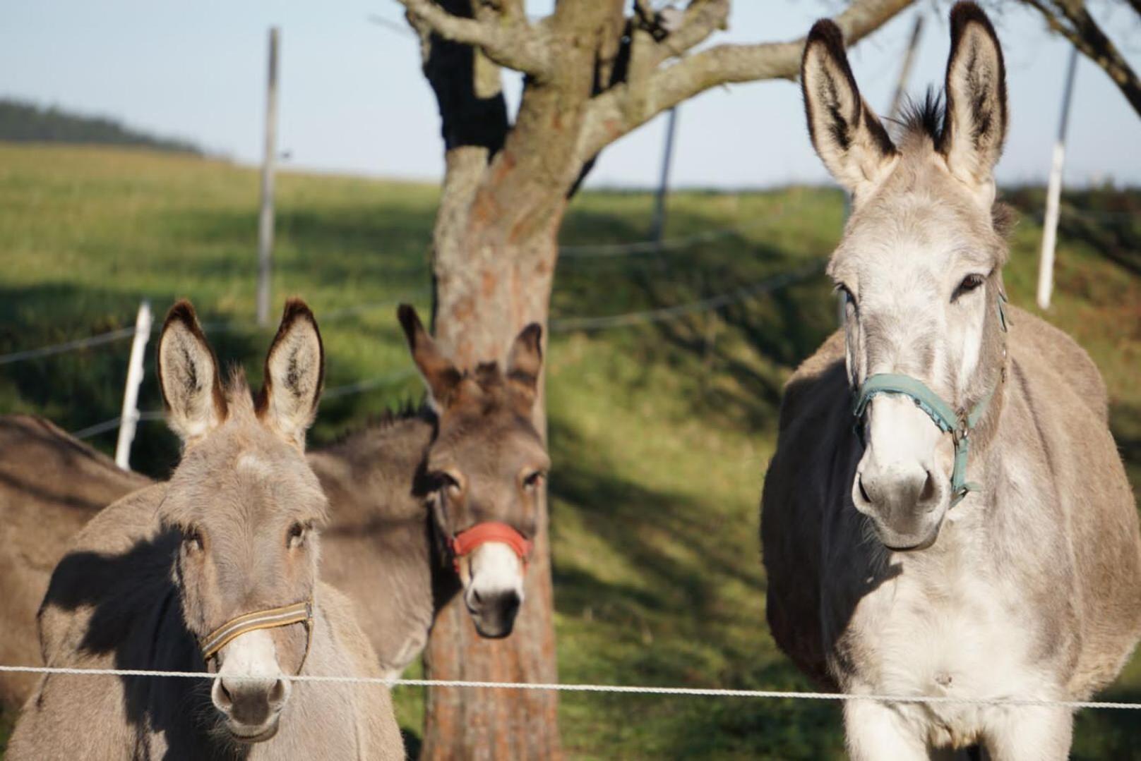 Ferienhof"Waldesel Rippersroda" Zewnętrze zdjęcie