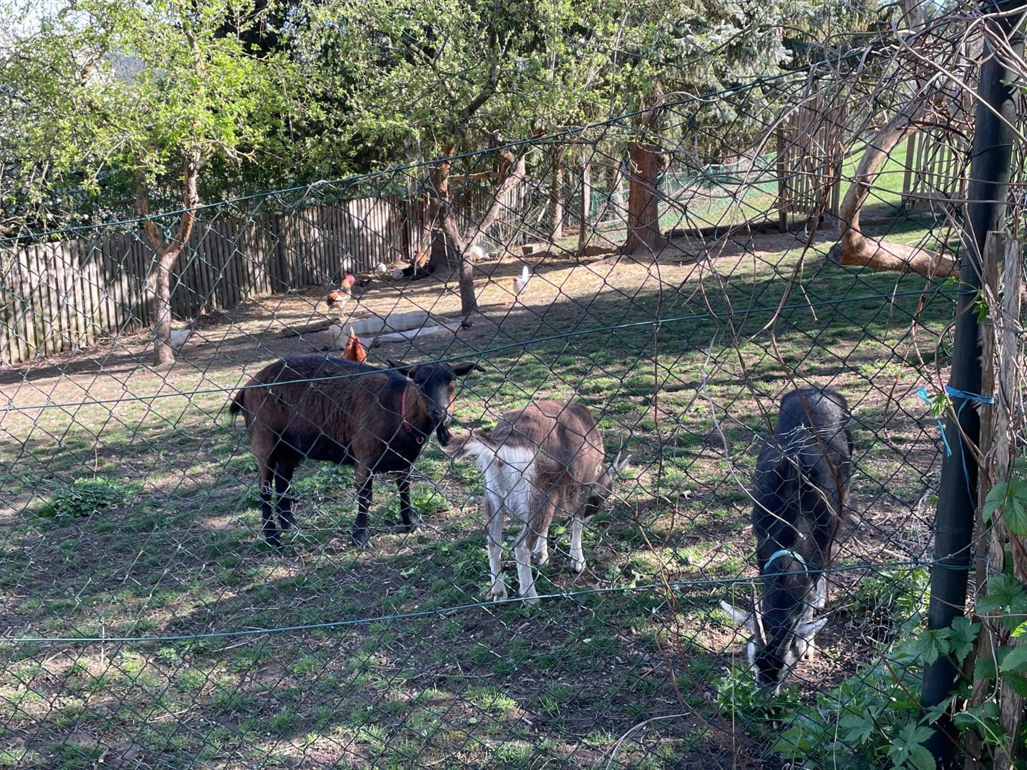 Ferienhof"Waldesel Rippersroda" Zewnętrze zdjęcie