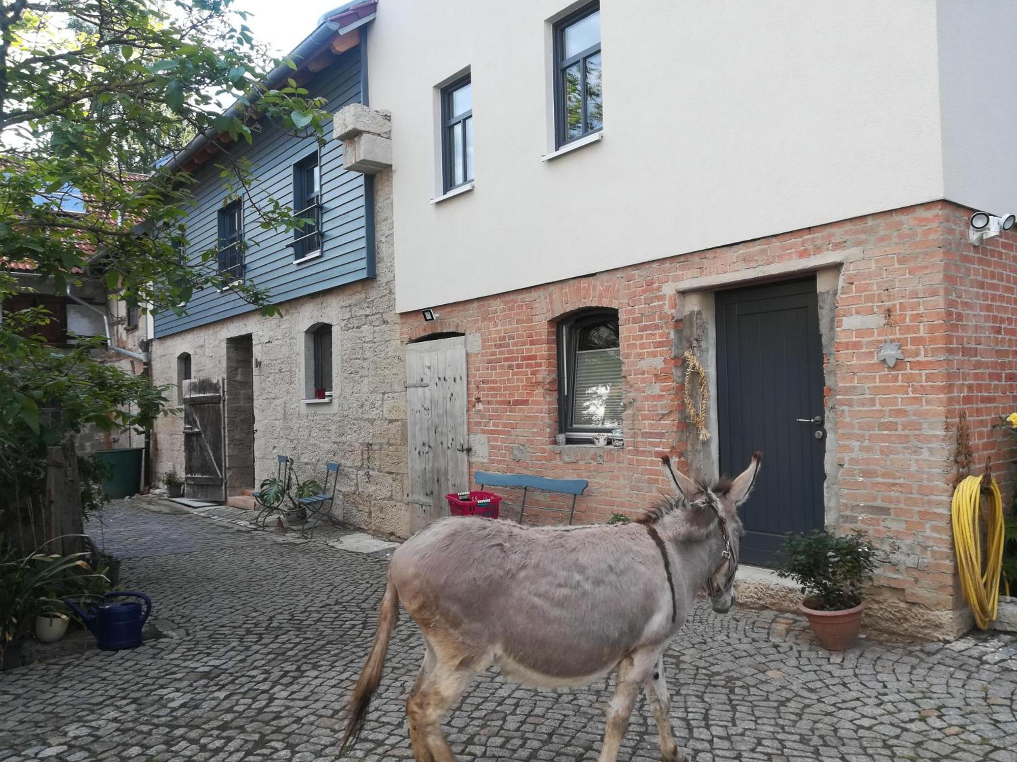 Ferienhof"Waldesel Rippersroda" Zewnętrze zdjęcie