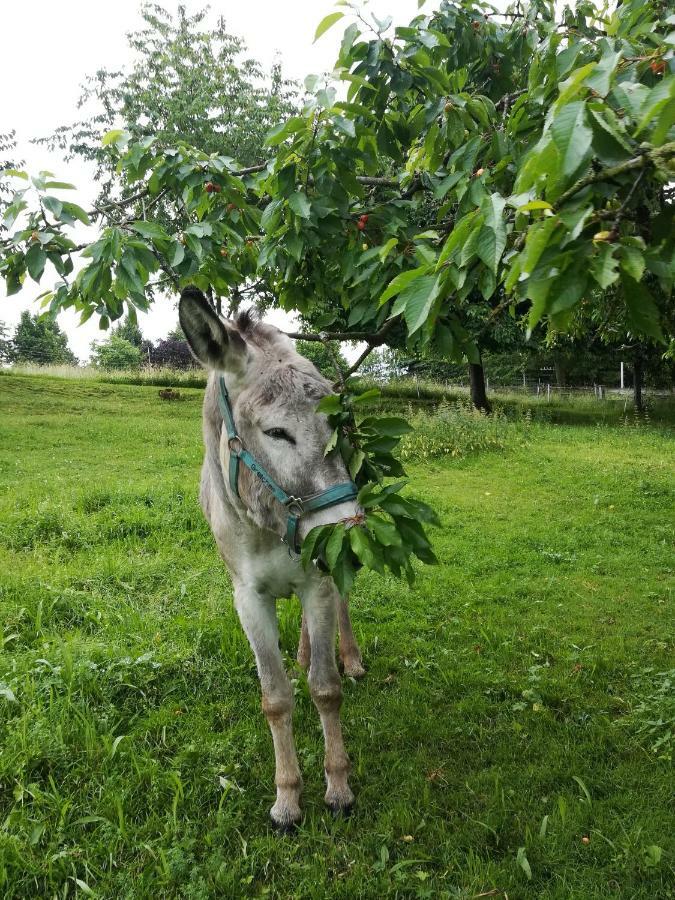 Ferienhof"Waldesel Rippersroda" Zewnętrze zdjęcie
