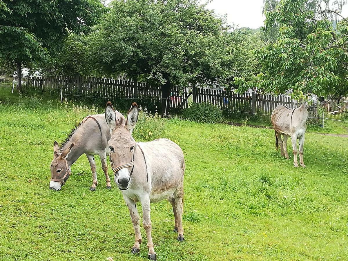 Ferienhof"Waldesel Rippersroda" Zewnętrze zdjęcie